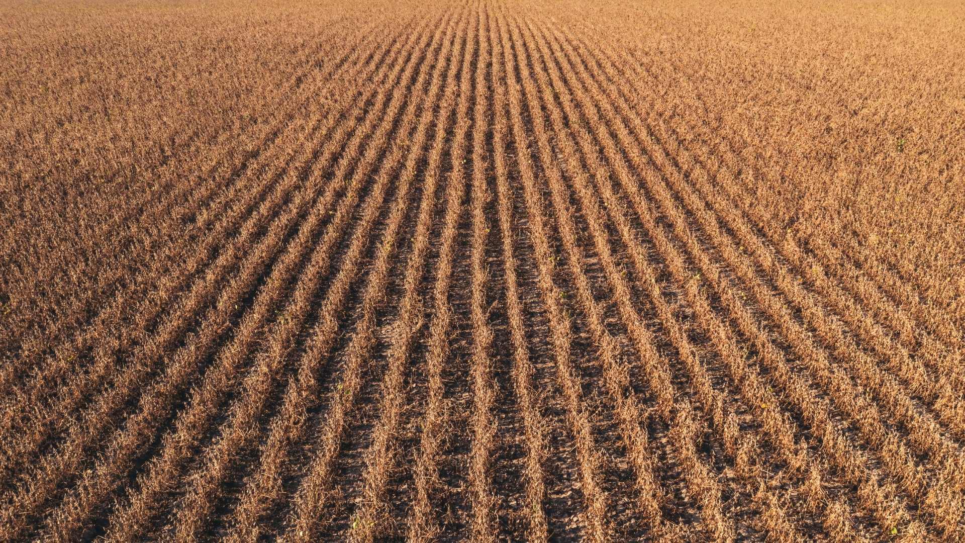 Agricultura își schimbă abordarea: mai puține lucrări, mai multă protecție pentru sol