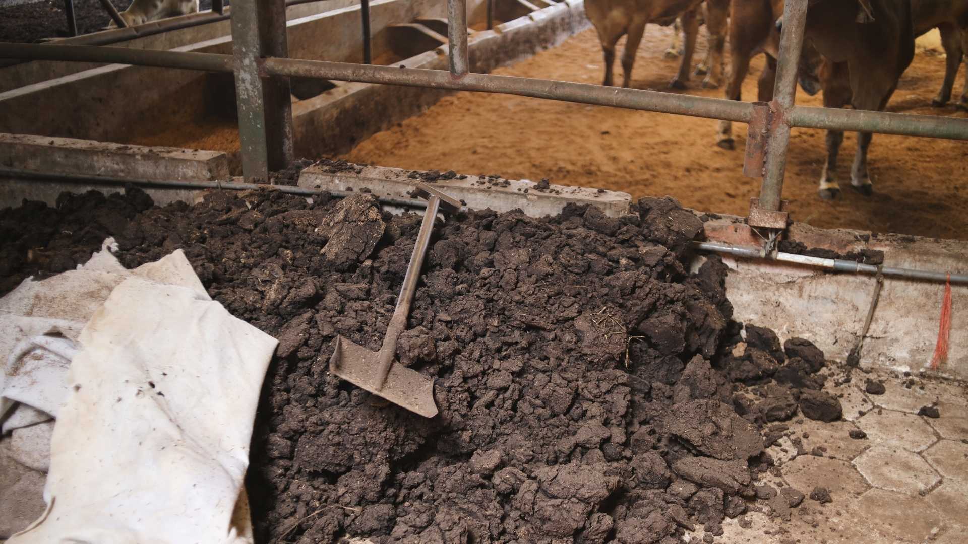 Poluarea cu amoniac, o problemă mai puțin vizibilă, dar cu efecte reale asupra mediului și sănătății