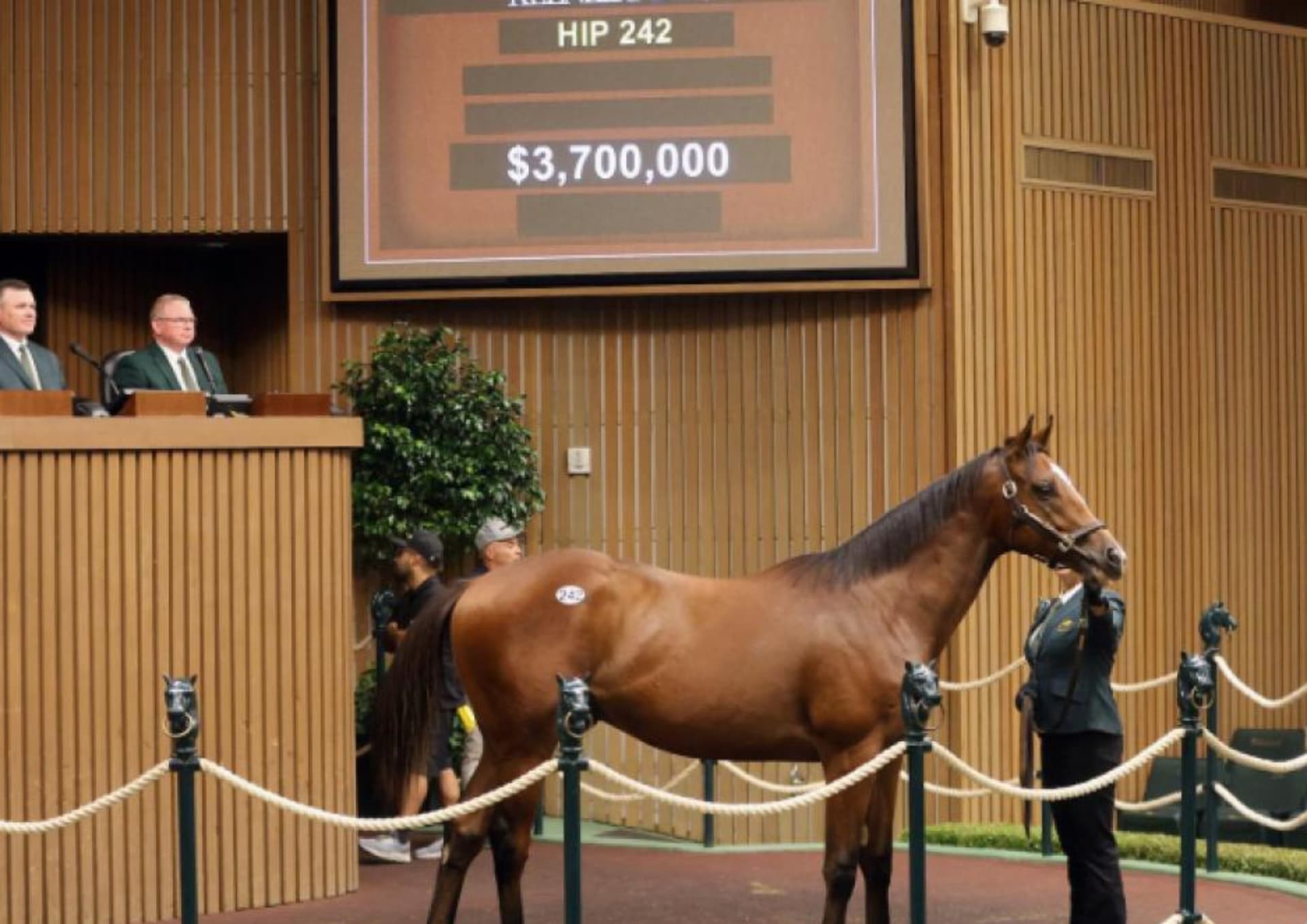Mânz, adjudecat cu 3,7 milioane de dolari! Licitația de cai pursânge din SUA a bătut toate recordurile. 70 de cai, vânduți cu peste un milion fiecare